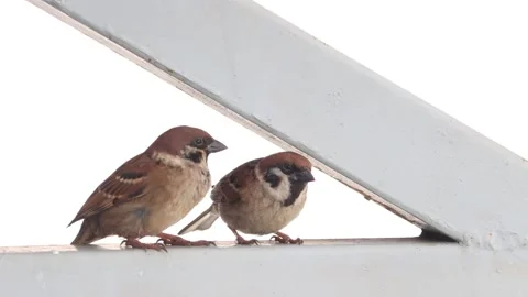 A two sparrows sit together on the frame of a roof structure Stock Footage 343236234