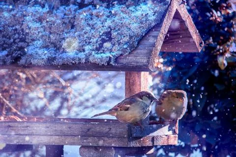 Two sparrows sitting in the bird feeder at winter time Stock Photos