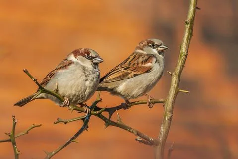 Two sparrows sitting on a branch of a bush. Stock Photos