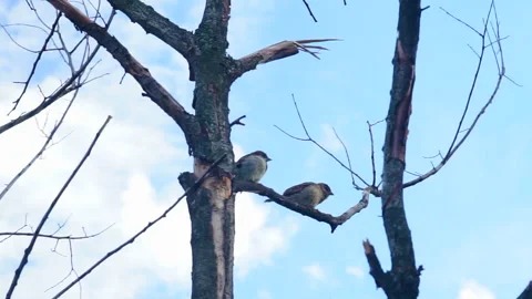 Two sparrows sitting on a branch Stock Footage 160627908