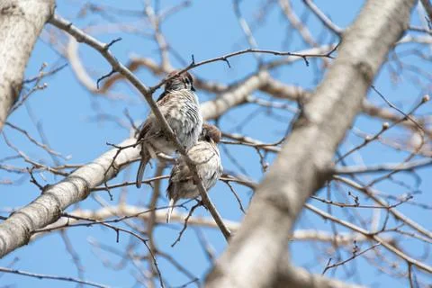 Two sparrows sitting on a branch Stock Photos