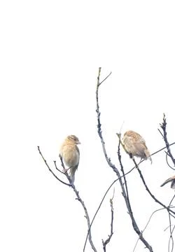 Two Sparrows Sitting on Dry Tree Branches Stock Photos