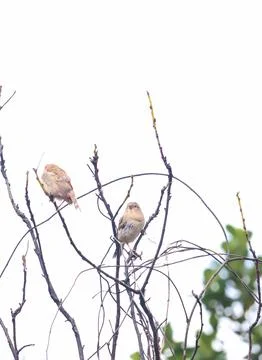 Two Sparrows Sitting on Dry Tree Branches Stock Photos