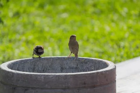Two sparrows sitting on a garbage urn. Animals Stock Photos