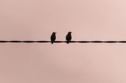 Two sparrows suspended on a wire 스톡 사진