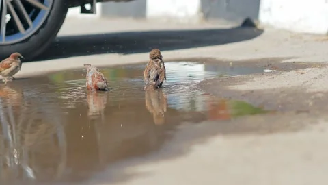 Two sparrows swim merrily in a puddle in hot weather, wet feathers are ruffled,  Stock Footage 205898686