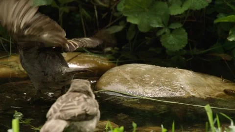 Two sparrows at a water`s edge in summer Stock Footage 309766027