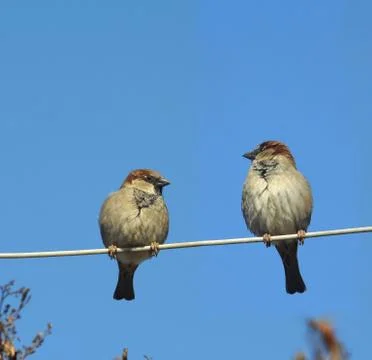 Two sparrows on a wire against blue sky Stock Photos