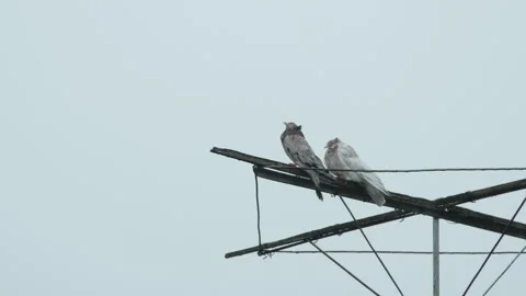 Two specialized roller pigeons, the dark-feathered one and the white one, ta Stock Footage 336678390