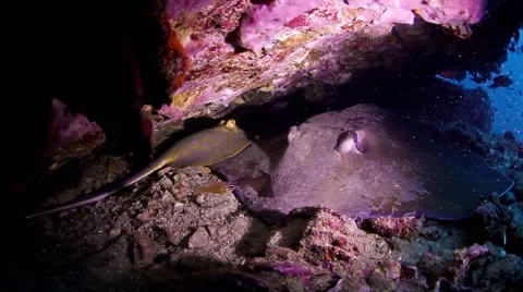 Two species of stingray's hanging out Stock Footage 58310599