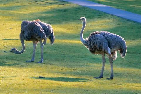 Two specimen of common ostrich,Struthio camelus, walking on a grass on a sunny Stock Photos