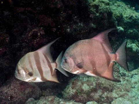 Two specimens of Atlantic spadefish Chaetodipterus faber Amber Jack dive site Stock Photos