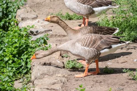 Two specimens of Greylag gooses looking for food in a public park, anser anse Stock Photos