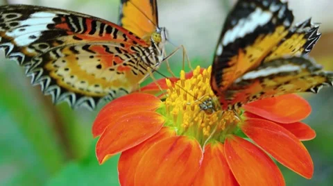 Two Specimens of Leopard Lacewing Butterflies on a Flower. Video 3840x2160 Video stock 60791289