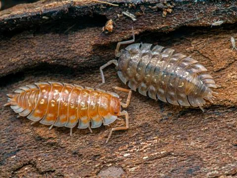 Two specimens of the skirted sowbug, Oniscus asellus, showing the rare, but n Stock Photos