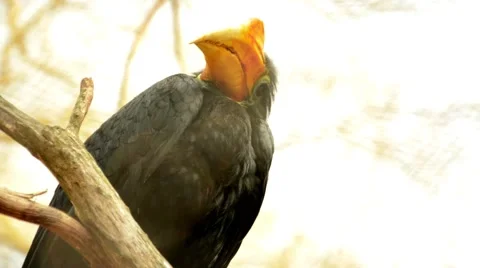 Two specimens of the wrinkled hornbill or sunda wrinkled hornbill Stock Footage 43894325