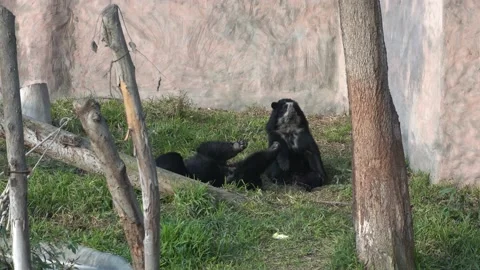 Two spectacled bears lying on the grass resting in the Huachipa zoo at daytime Stock Footage 158300317