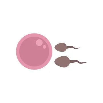 Two spermatozoas approaching a human egg cell for fertilization イラスト素材