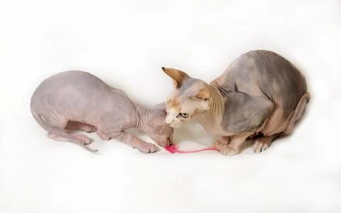 Two sphinx cat Stock Photos