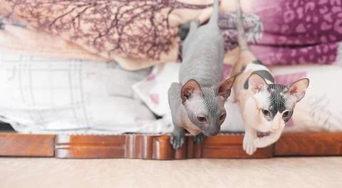 Two sphinx kittens are played, spears space Stock Photos