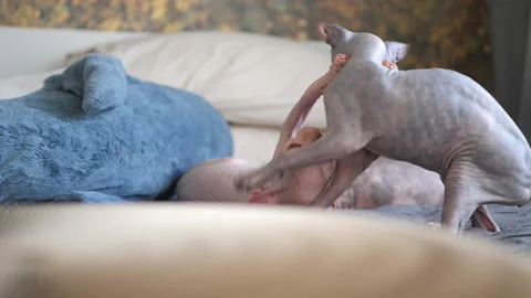 Two sphinx kittens play on the bed at home, indoors. Stock Footage 143699980