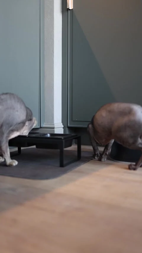Two Sphynx cats enjoy their meal from a modern, elevated feeding station. Their  Stock Footage 289218723
