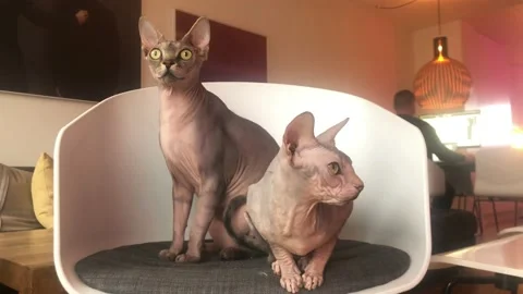 Two Sphynx Cats At Home Stock Footage 165296819