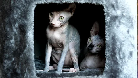 Two sphynx cats inside of their house or hiding place. 動画素材 310938549