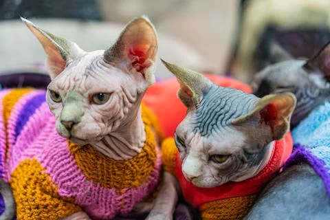 Two Sphynx cats, one in a multi-colored knitted sweater pink, yellow, green.. Foto stock