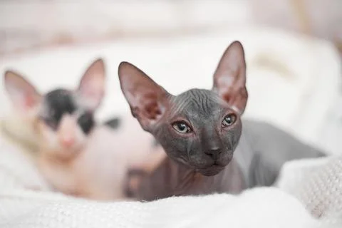 Two sphynx kitten on a light background, copy space Stock Photos