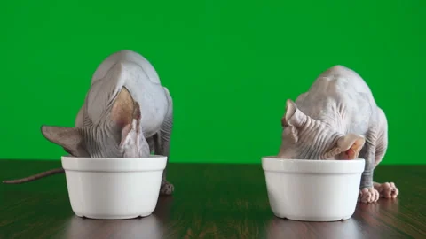 Two sphynx kittens eating against green background Vídeos de archivo 225033172