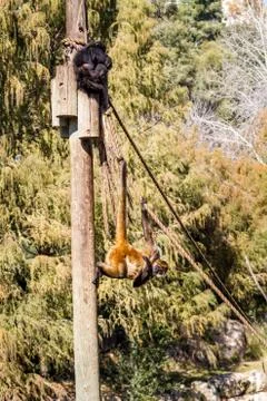 Two spider monkeys in Jerusalem Biblical Zoo, Israel Stock Photos