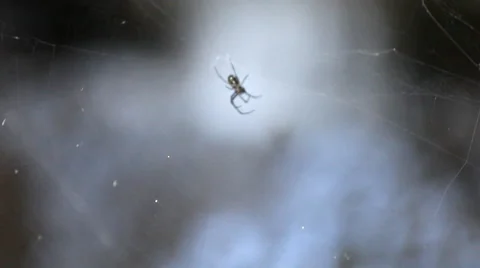 Two spider on the web upper the stream in nature Stock Footage 44789386