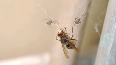 Two spiders and a hornet in a cobweb. Stock Footage 112010698