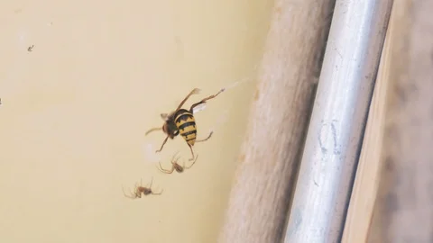 Two spiders and a hornet in a cobweb. Stock Footage 112014015