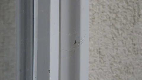 Two Spiders on a Cobweb Stock Footage 71363222