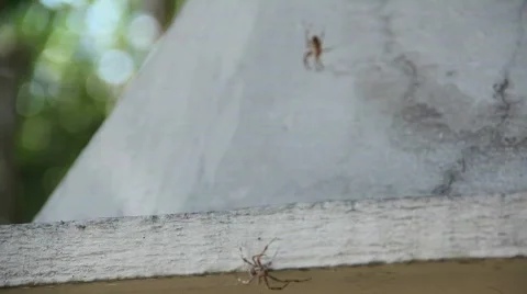 Two Spiders Fight Stock Footage 865987