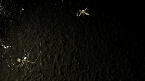 Two spiders hunting technique, close-up spiderweb. Spider eats insect  at night. Video stock 72423058