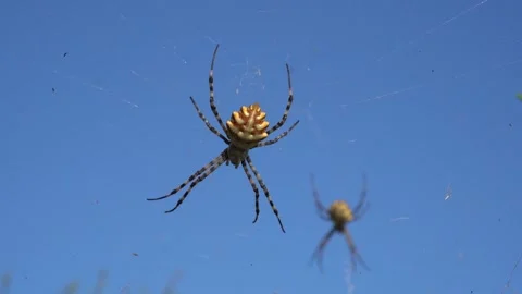 Two spiders sit on a web with small beetles against a blue sky Видео 278386778