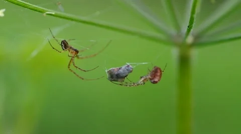 Two spiders on a spider web Stock Footage 42382883