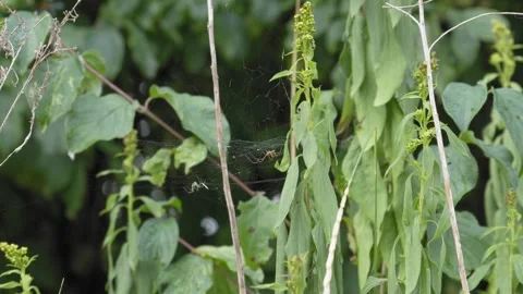 Two Spiders in a Web Against a Dark Background in 4K Slow Motion Stock Footage 341575553