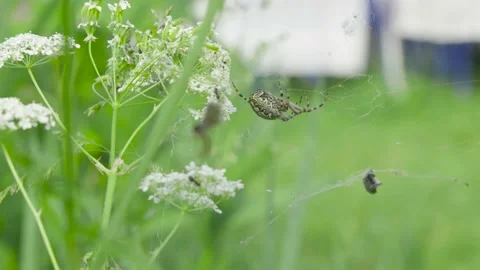 Two spiders in web in the garden Stock Footage 138690036