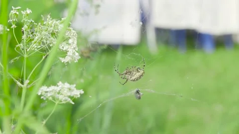 Two spiders in web with prey Stock Footage 138690367