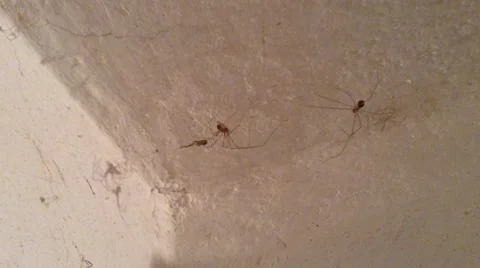 Two Spiders on a White ceiling - Russia Crimea Video stock 58299333