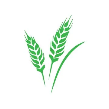 Two spikelets of barley with green leaves. Cereal plant. Agricultural crop. H Stock Illustration