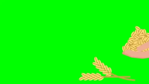 Two spikelets lie side by side and sway. Greedy man holds the grain in his fist Stock Footage 278283263