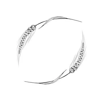 . Two spikelets of wheat circle detailed hand drawn sketch Stock Illustration