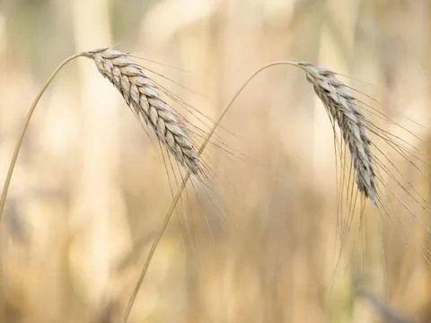 Two spikes or ears of wheat plants in field Stock Photos
