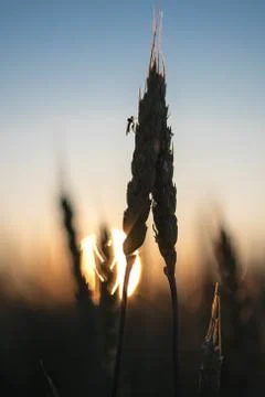 Two spikes at sunset Stock Photos