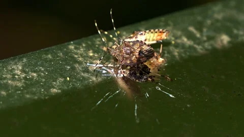 Two spiky dark bugs mating on textured green surface Stock Footage 340776336